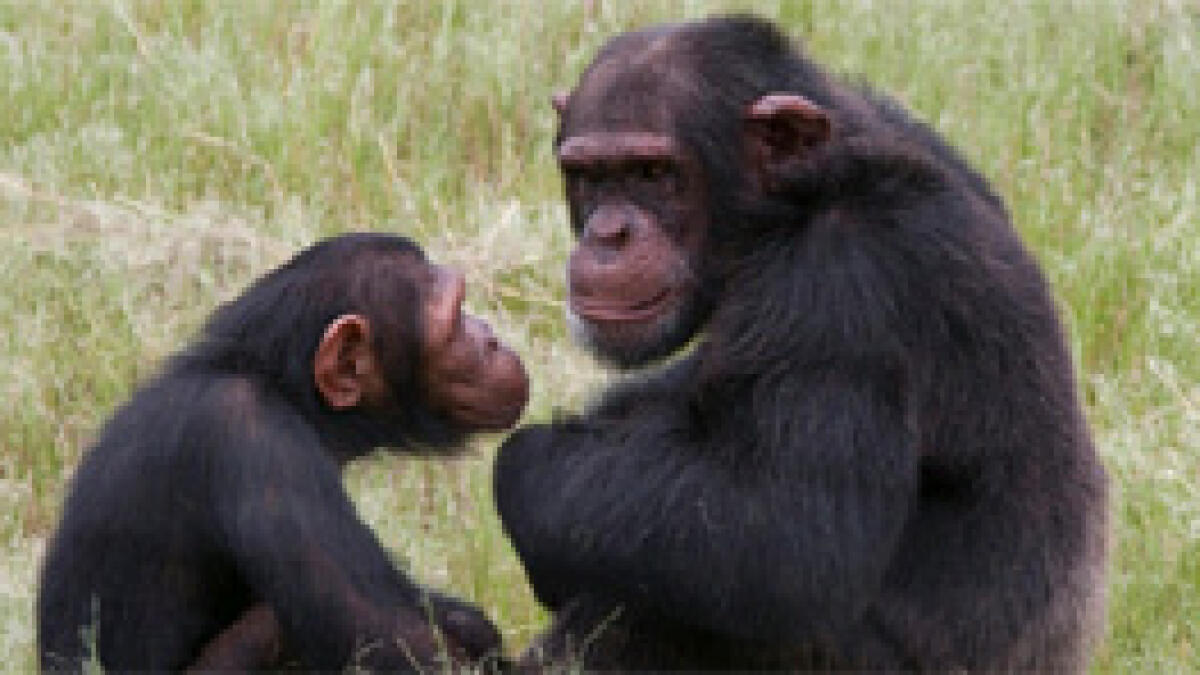 Chimps, gorillas, other apes struggling to survive
