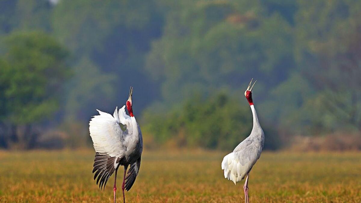 CALL OF LOVE: Sarus crane in a high mood.