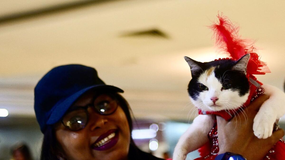 A participant displays her pet cat during the cat show in Dhaka.