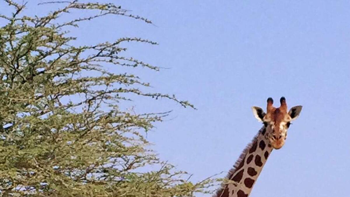 Baby giraffes add more attraction to Sir Bani Yas