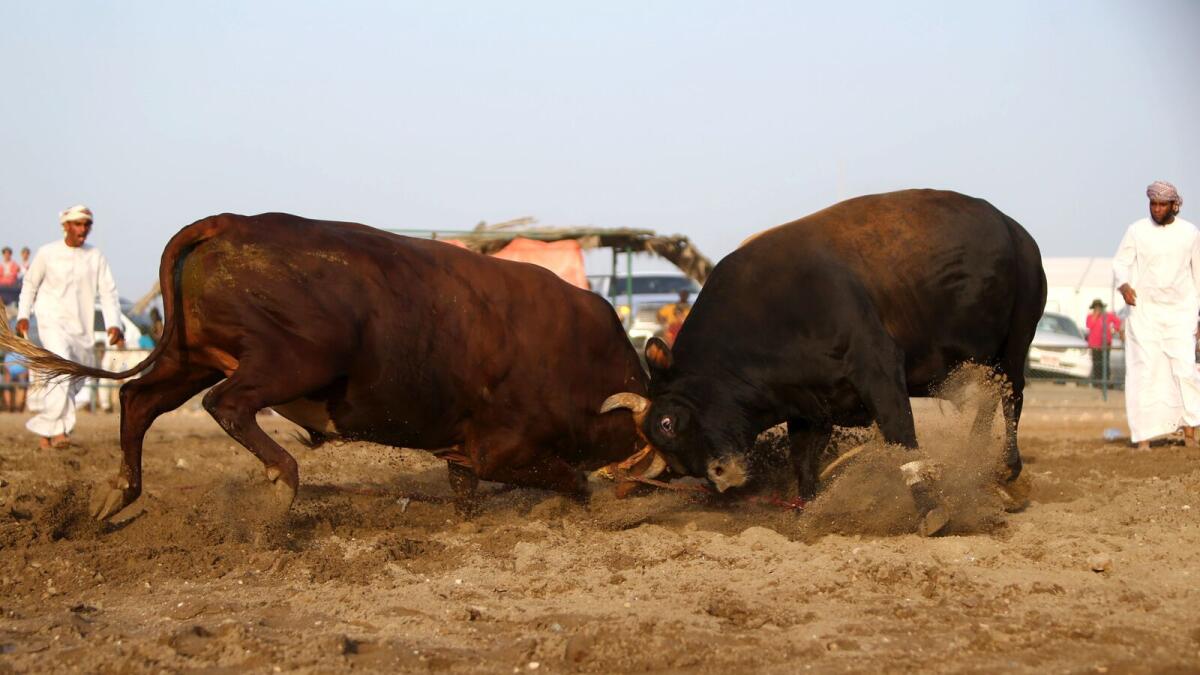Emiratis watch a bullfight in Fujairah on May 13, 2016. No matadors, blood, or betting when bulls lock horns in Fujairah's ring, but a winning beast might capture the hearts of traders and bring its owner a small fortune. While believed to have been passed down from 16th-century Portuguese conquerors, bullfights in the Gulf emirate are more similar to those which take place in parts of Asia, pitting two bulls against one another instead of a man against beast./ AFP / MARWAN NAAMANI