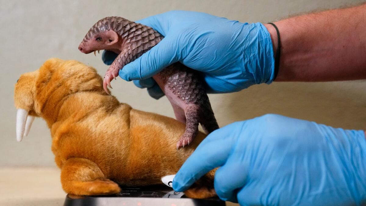 A baby Chinese pangolin is being weighed at the Prague Zoo, Czech Republic, on Thursday. — AP