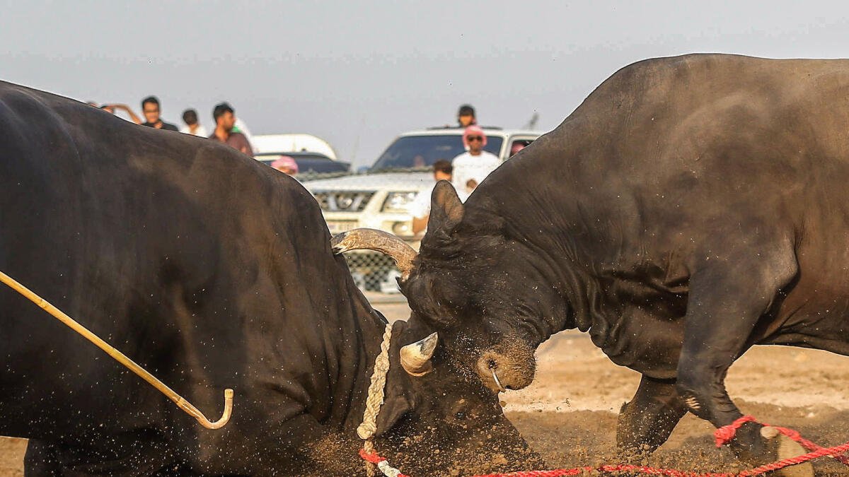 Bulls fighting in Fujairah, on Friday, 29 April 2016.  Photo by Leslie Pableo