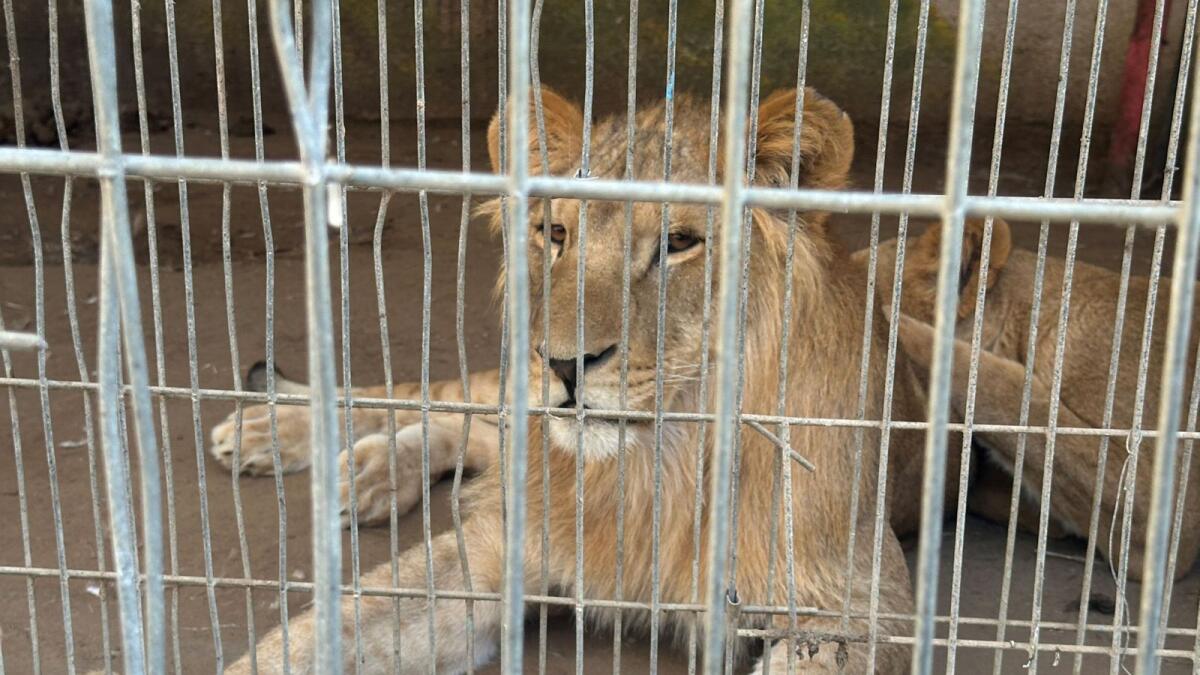Lions sit in their enclosure, amid the ongoing conflict between Israel and Hamas, at a zoo in Rafah. — Reuters