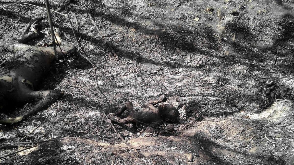 In this undated picture taken late on February 2016 and released by Center of Orangutan Protection on March 3, 2016 shows the bodies of an adult (L) and a baby (C) orangutans after a forest fire at Kutai National Park in Bontang, East Kalimantan province.