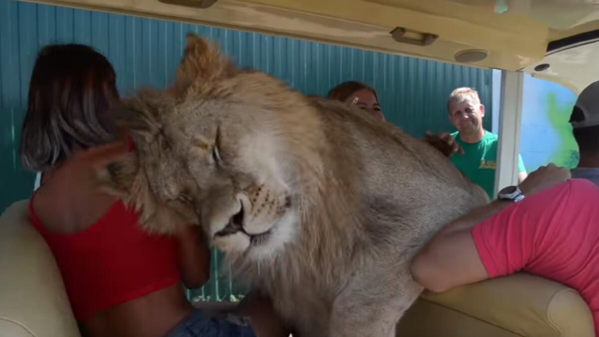 Video: Lion jumps into vehicle full of tourists  