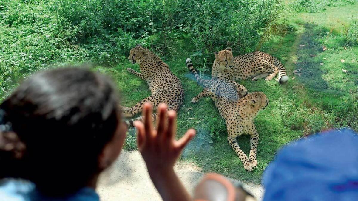 Dubai Safari opens its spring camp for children.— Supplied photo