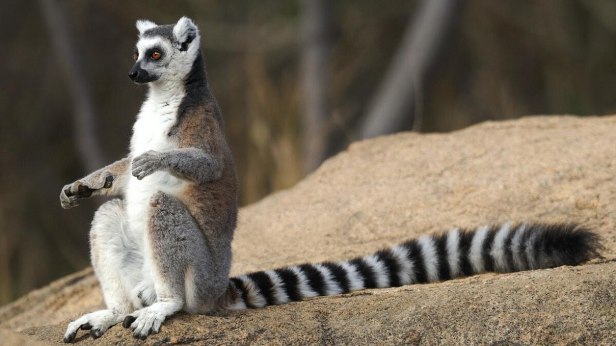 Teen steals endangered lemur from a zoo