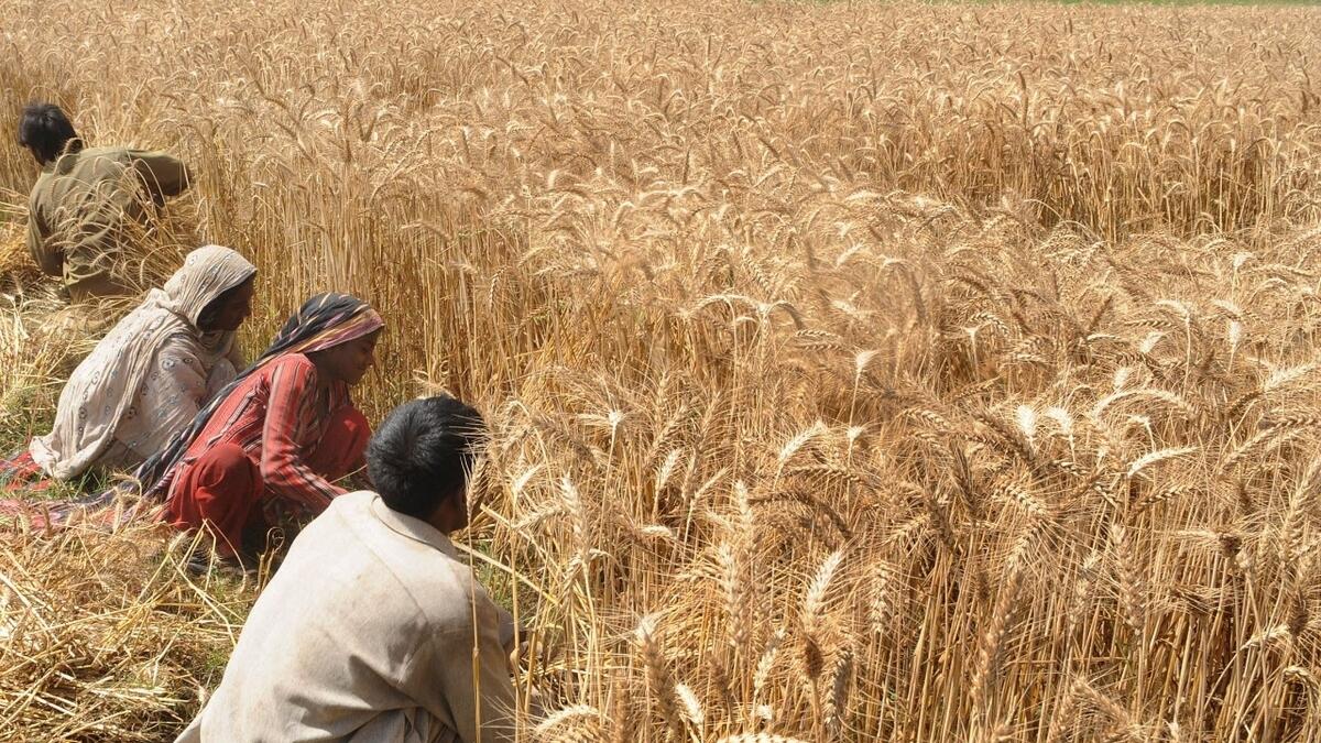 Extreme weather, more people, drive ,Pakistan, wheat crisis