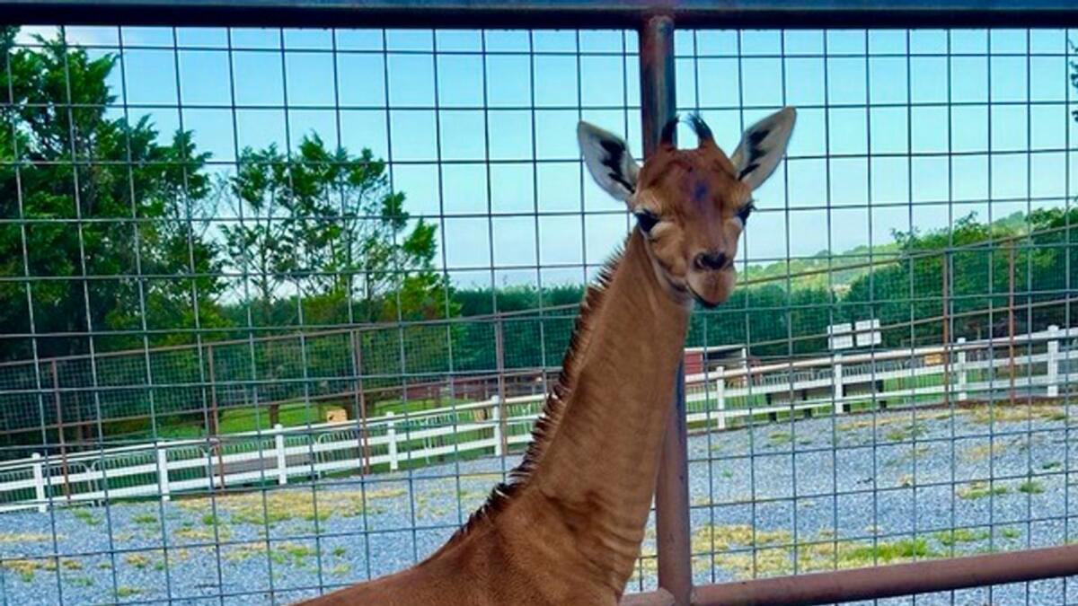 A plain brown female reticulated giraffe that was born at the family-owned Brights Zoo in Limestone, Tenn. — AP