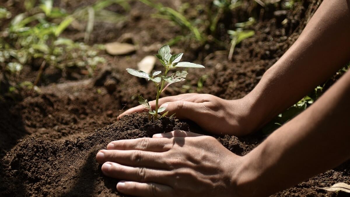 The Coalition aims to reinforce a restoration model that's not only focused on planting trees, but on re-growing forests in geographies with the greatest need
