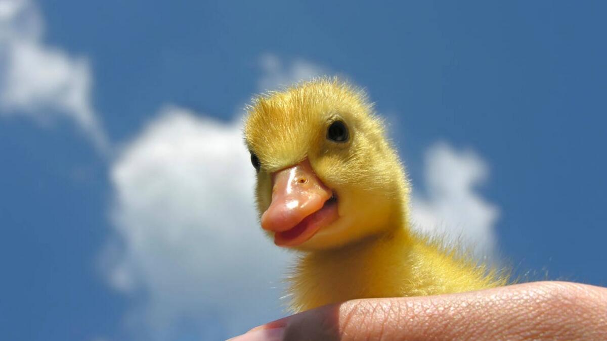 14-year-old boy hatches duckling from supermarket egg