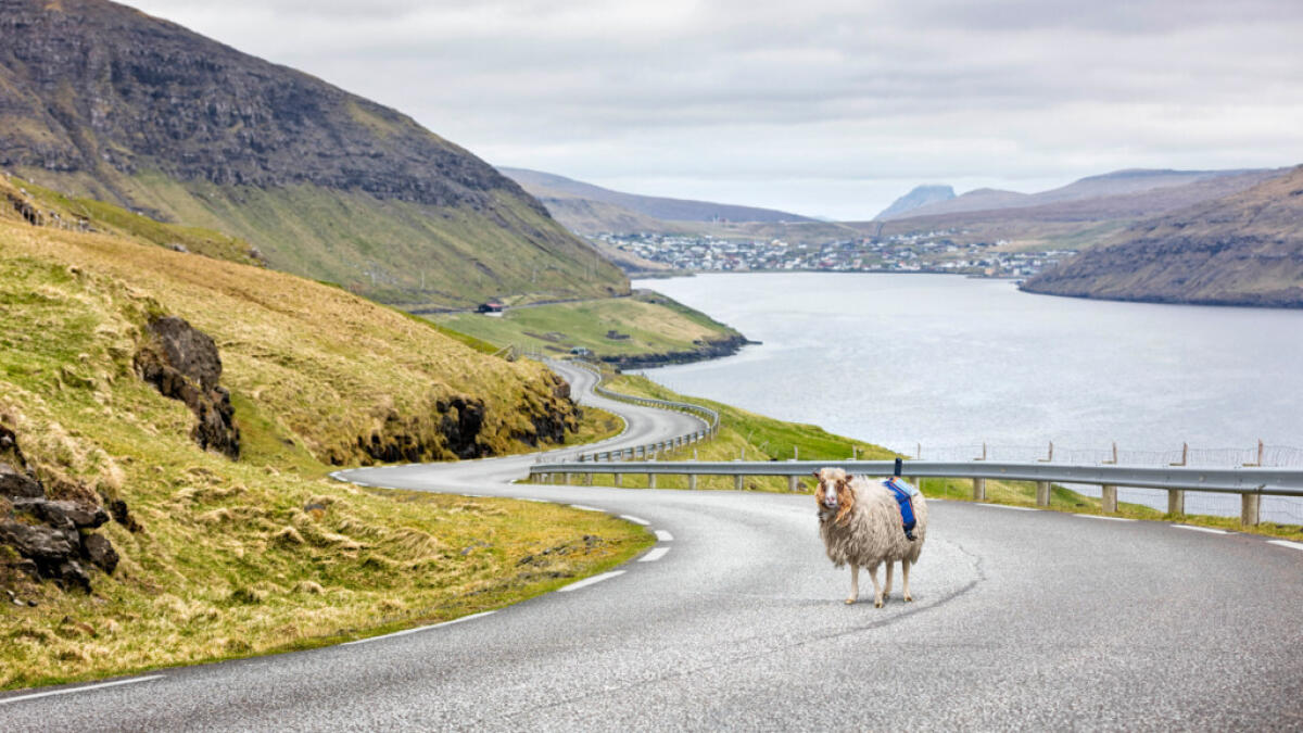 Denied Google Street View, Faroe Islands to use... sheep?
