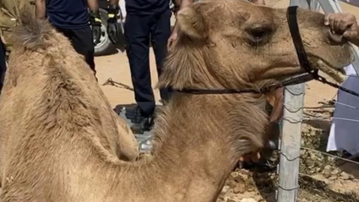animal rescue in uae, civil defence rescue camel in uae desert