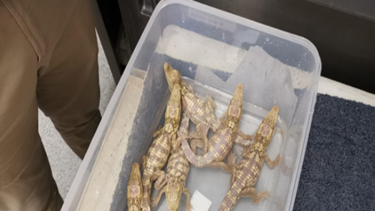 Sharjah, Authorities, crocodiles, confiscated animals, Siamese crocodile, rescued animals,  Hornbill