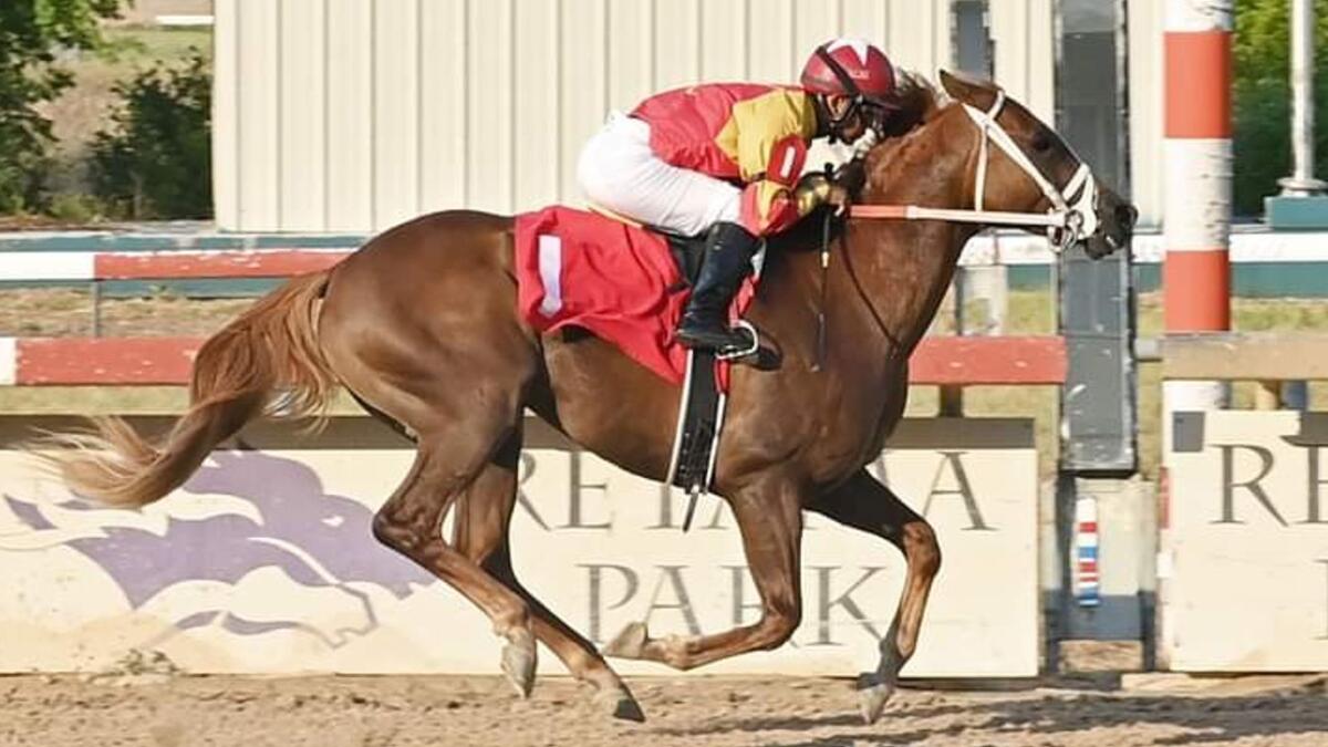 RB Money Maker looks an exciting new edition to the UAE Purebred Arabian horse population. Facebook/ Coady Photography