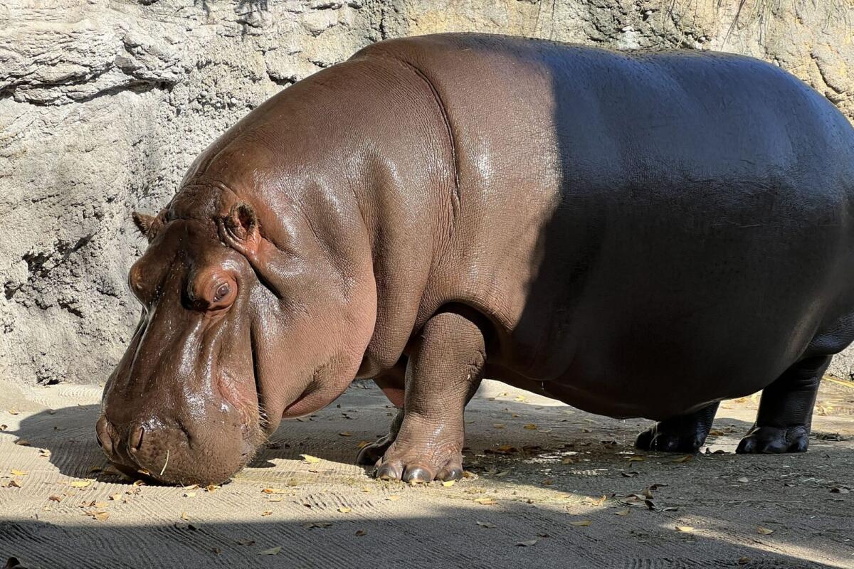 'Gen-chan', a 12-year-old hippopotamus at the Tennoji Zoo in Osaka. — AFP