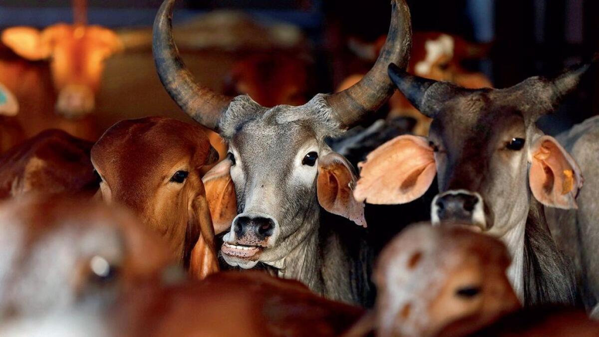 Beef ban adds to rural distress Impact of ban on farmers and economy