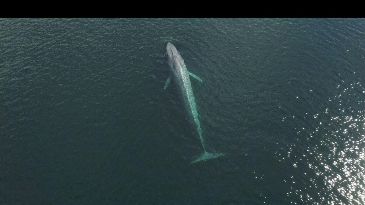 A blue whale is seen in the coast of Chiloe, Chile. — Reuters file