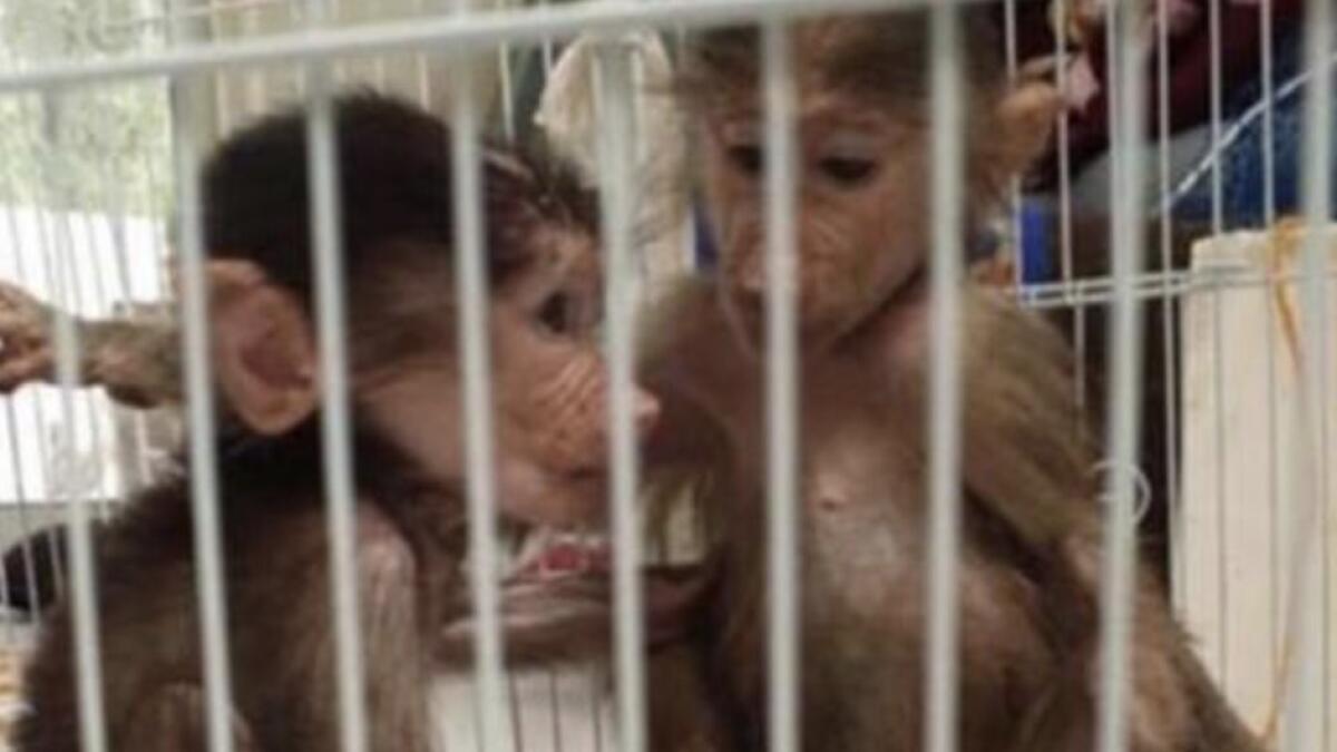 expat selling monkey, dubai selling monkey, facebook, wild animals for sale