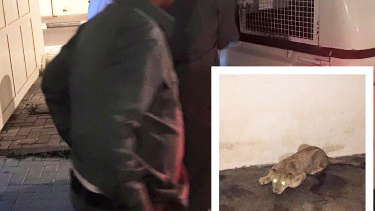 The 'Barsha lion' that had escaped its home on Thursday.