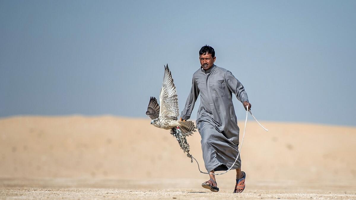 Team F3-K off to a flying start in Fazza Championship for Falconry - Telwah