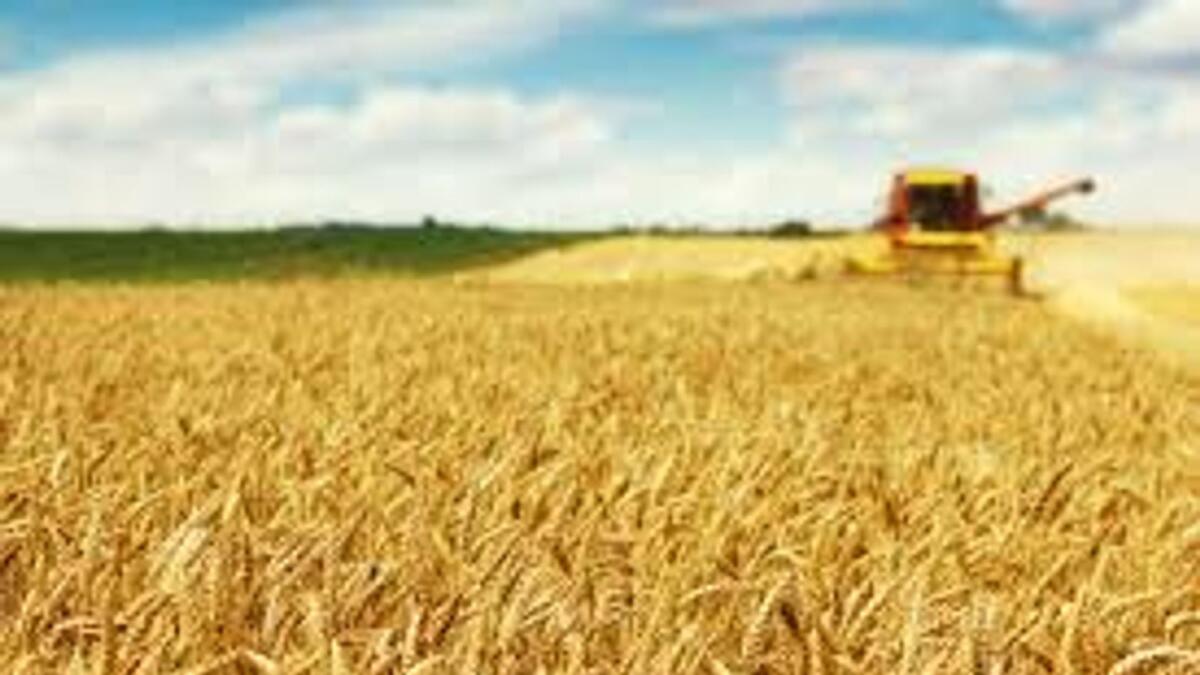 Wheat futures on the Chicago Board of Trade rose nearly four per cent to $7.86 a bushel on Monday. — File photo