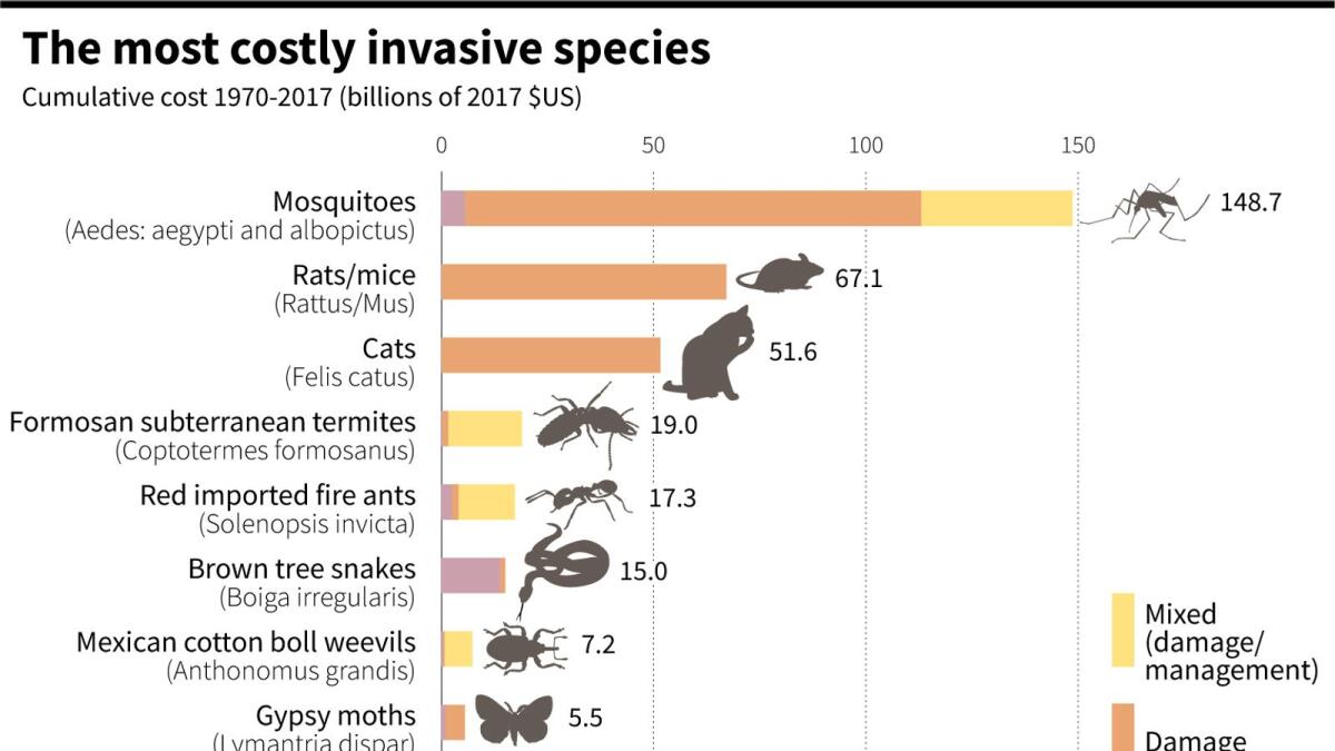 The most costly invasive species including mosquitoes, ants, cats and snakes, according to a new study published in Nature.