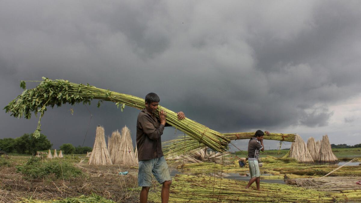 Farmers prepare jute plants for retting, in Nadia district, West Bengal, India. Photo: PTI