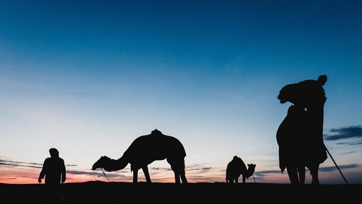 A silhouette of camels resting at the Liwa desert during the 500km camel trek organized by Hamdan Bin Mohammed Heritage Centre in Abu Dhabi. Photo by Neeraj Murali/Khaleej Times