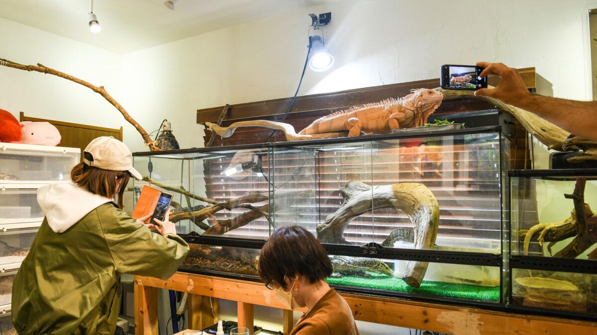 A customer takes pictures of reptiles inside an animal cafe in Tokyo. Exotic animal cafes are not uniquely Japanese; the first known animal cafe opened in Taiwan in 1998. (Noriko Hayashi/The New York Times)