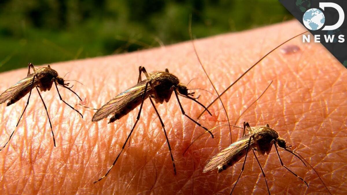  Why mosquitoes are drawn to people with malaria