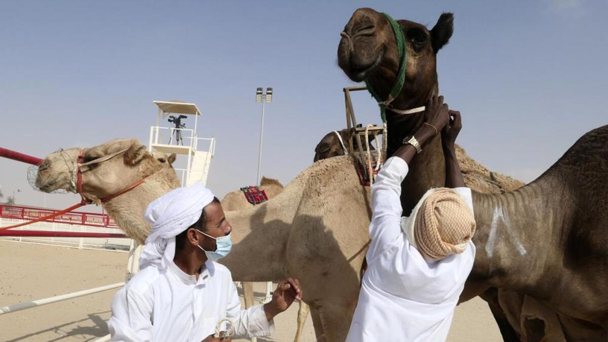 Sudanese camel keepers tend to camel contestants at Al Dhafra Festival in Liwa desert.
