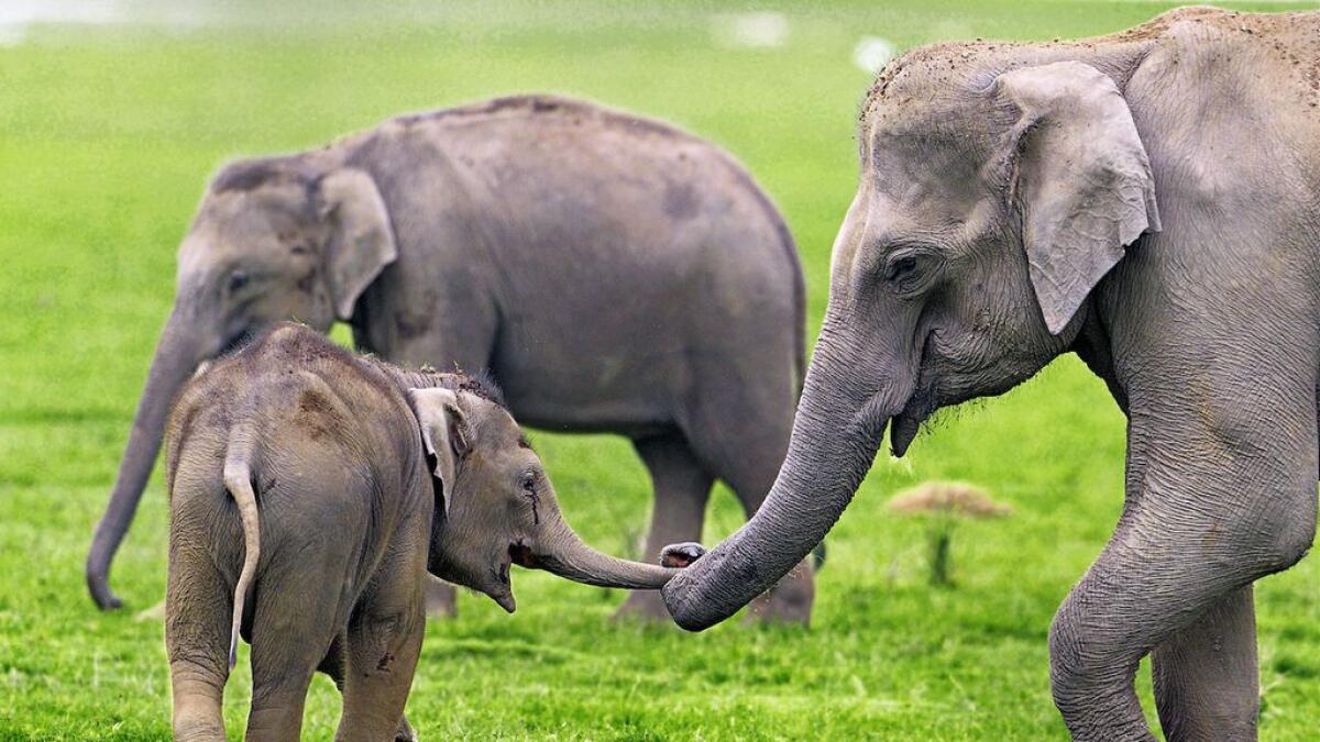 FAMILY TIES: Asiatic elephants demonstrate care for a young one.