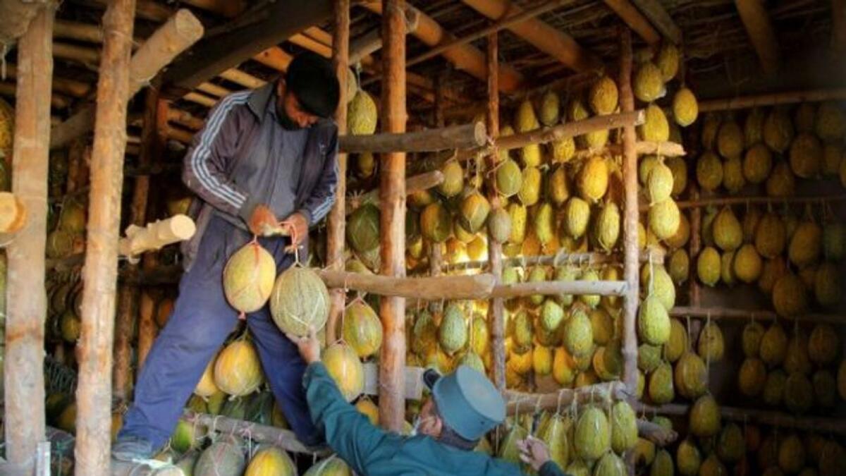 An average of 700,000 tonnes of melons are grown annually in Uzbekistan on 35,000 hectares of land.  — AFP