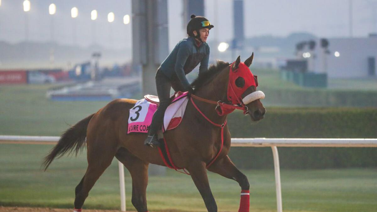 Azure Coast is the top contender for the UAE Derby. (Dubai Racing Club)