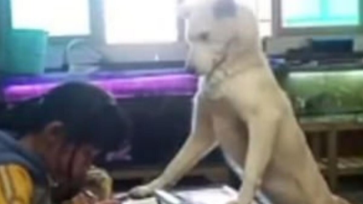  Father trains pet dog to supervise daughter as she does homework