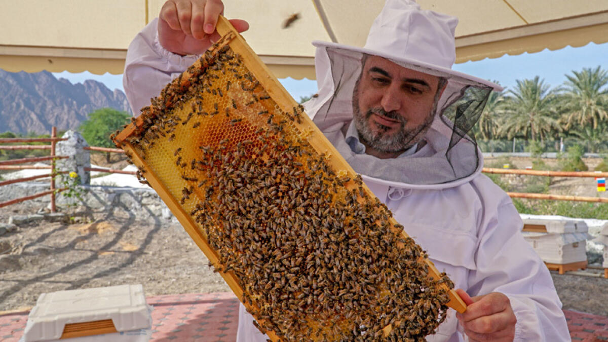 A city to come up for bees in Hatta