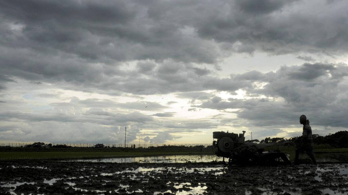 A farmer works on his paddy field against the backdrop of monsoon clouds at Shanmura on the outskirts of Agartala, capital of India's northeastern state of Tripura. — Reuters file