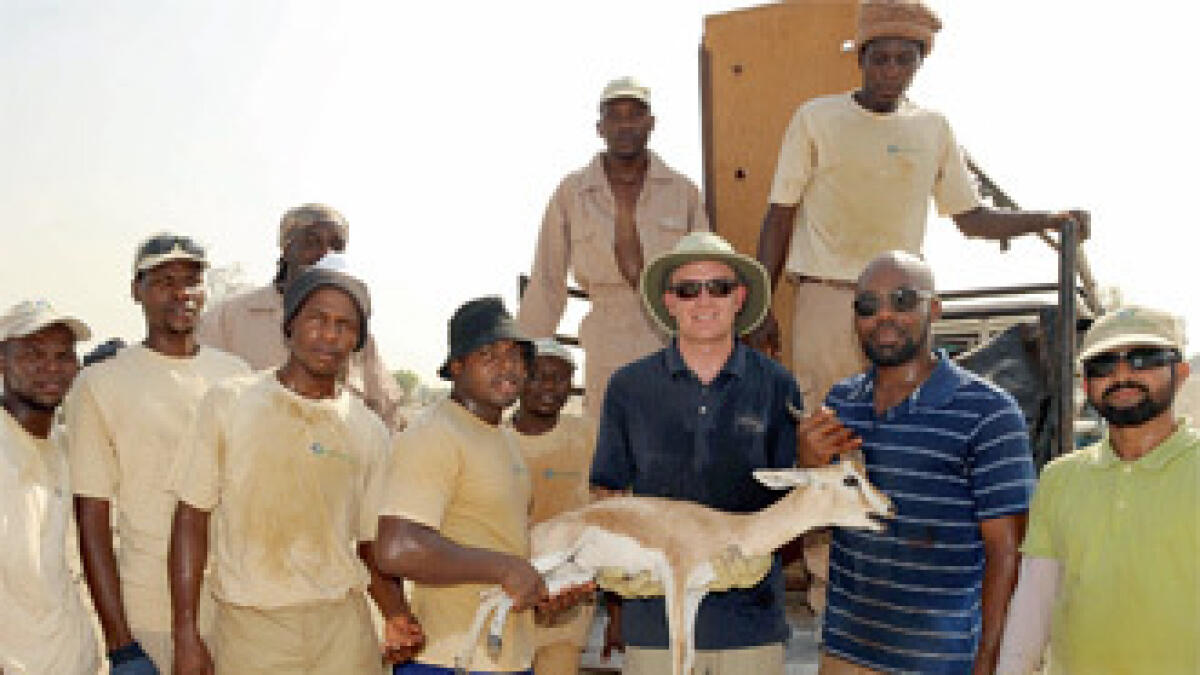 Stray gazelle in safe hands, finally