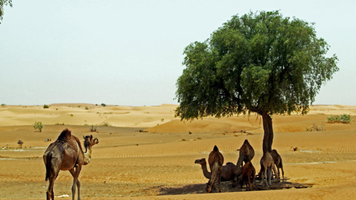 Camels rest under a tree in the Lahbab desert.