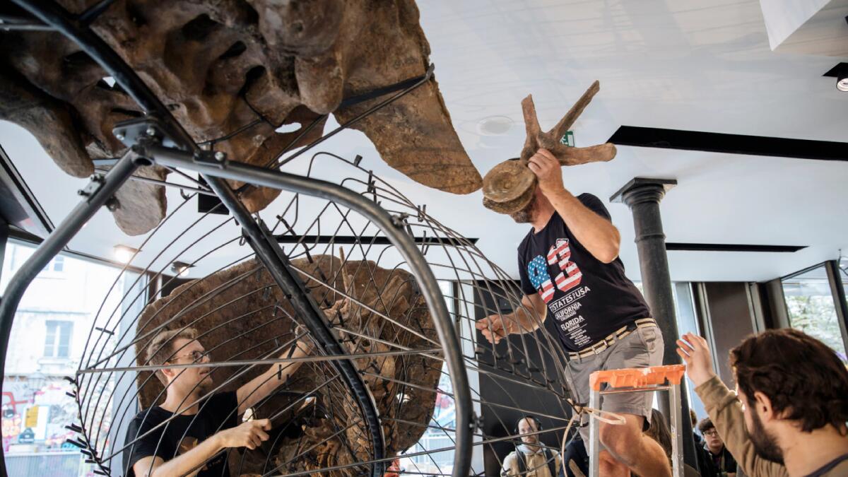 Big John, the largest known triceratops skeleton, is being assembled in a showroom in Paris. – AP