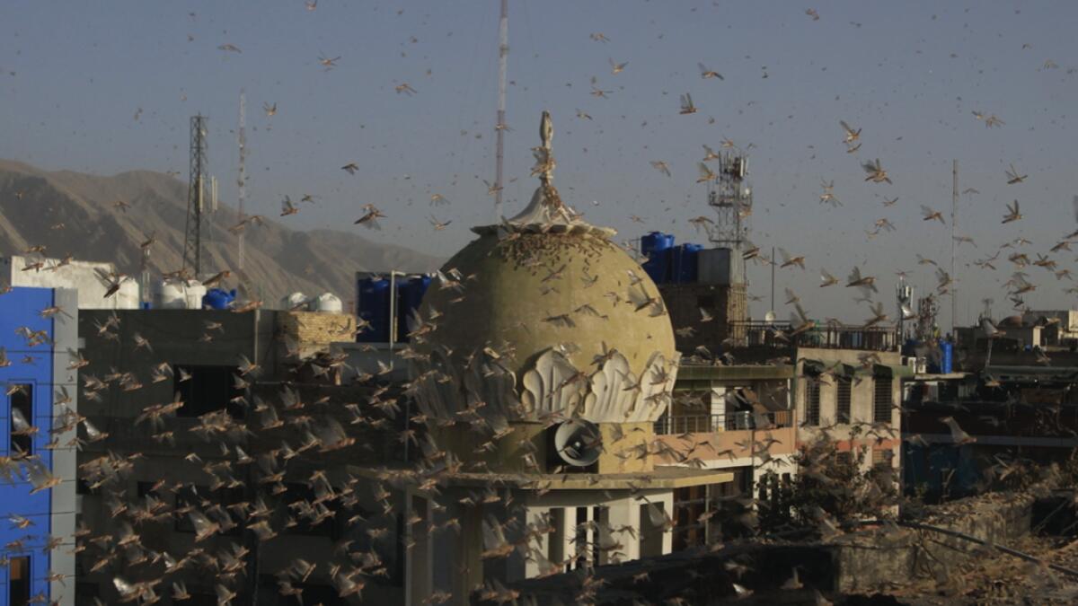 Locusts swarm a residential area of Quetta, Pakistan. Pakistani officials say an outbreak of desert locusts is spreading across the country posing a threat to food security. Photo: AP