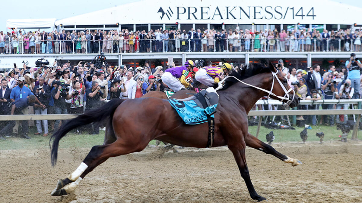 Bodexpress (9) heads into the first turn with the field after dumping jockey John Velazquez at the the start during the 144th Running of the Preakness Stakes at Pimlico Race Course on May 18, 2019 in Baltimore, Maryland. -- AFP file