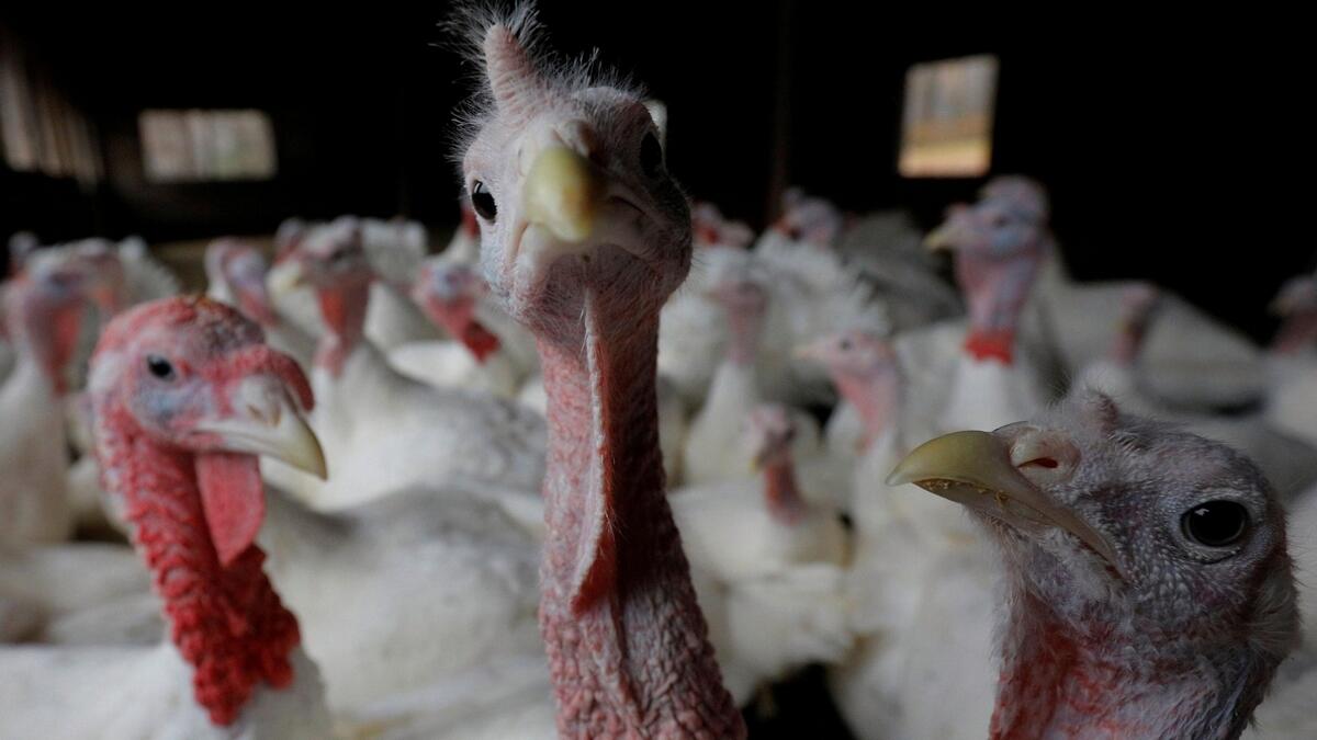 south carolina, bird avian flu, poultry ban