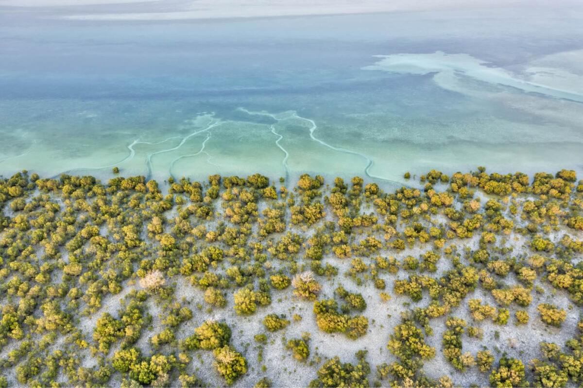 Abu Dhabi mangrove