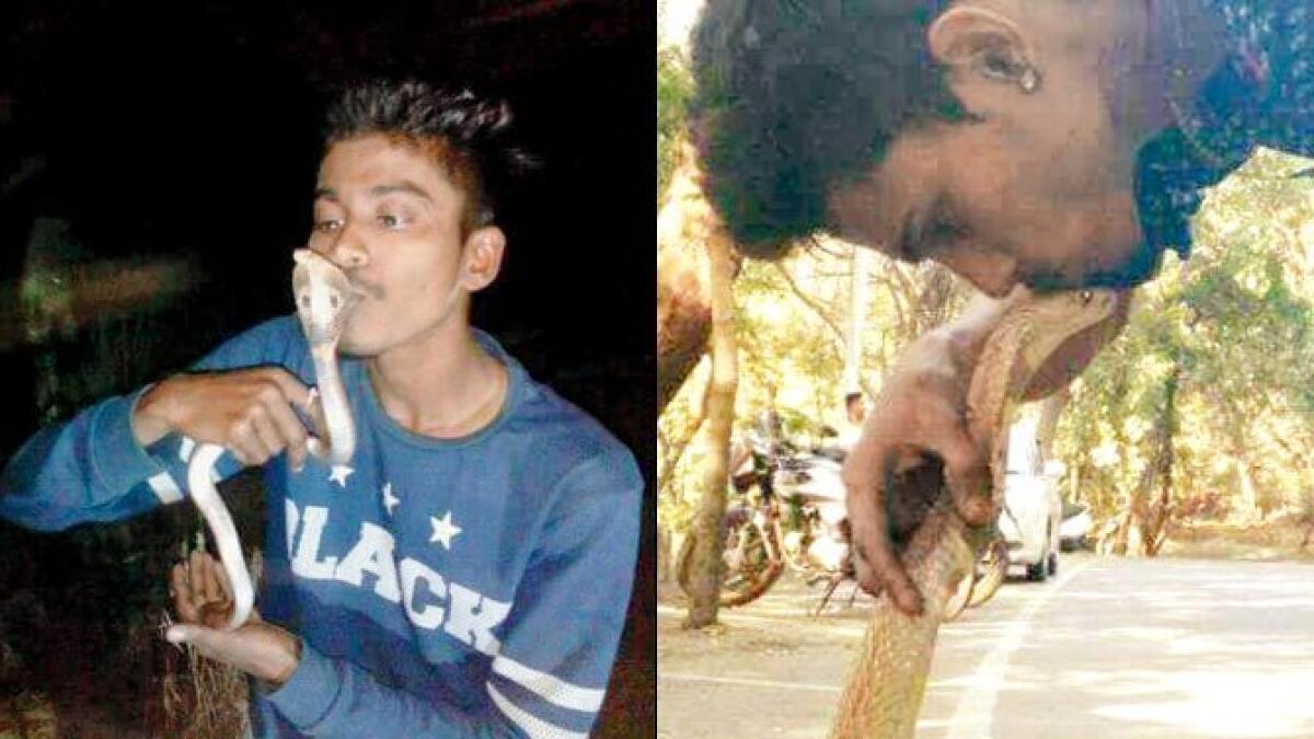  Man kisses rescued cobra to take selfie, dies 