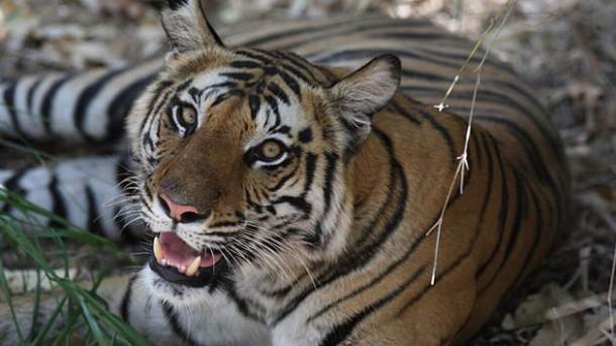 Villagers crush killer tiger to death in reserve