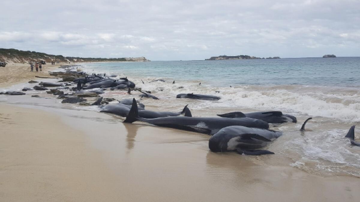 Photos: Most of over 150 stranded whales die on Australian beach 