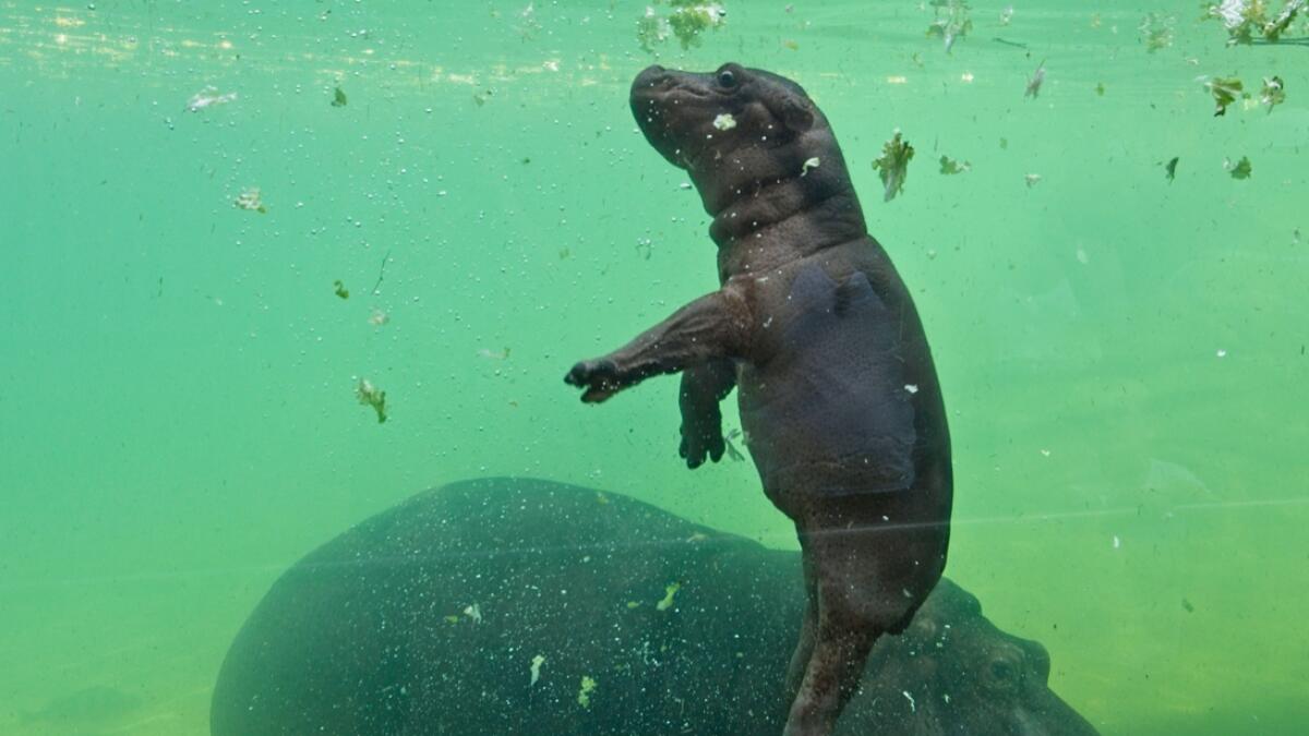 A young female hippo born on June 7 named Gloria swims with its mother inside its enclosure in the Zooparc of Beauval in Saint-Aignan, Central France.  Photo: AFP